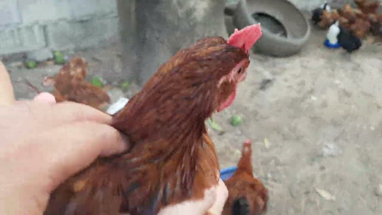 RIR crossed to native chickens. Jaro  Iloilo City. 09565610521