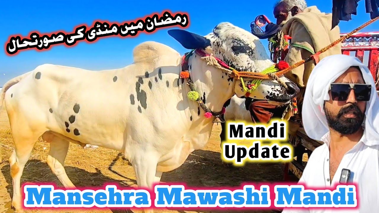 Ramzan Mandi Update | Mansehra Mawashi Mandi Latest Update #mansehramandi #sktv27 #qurbani2026 