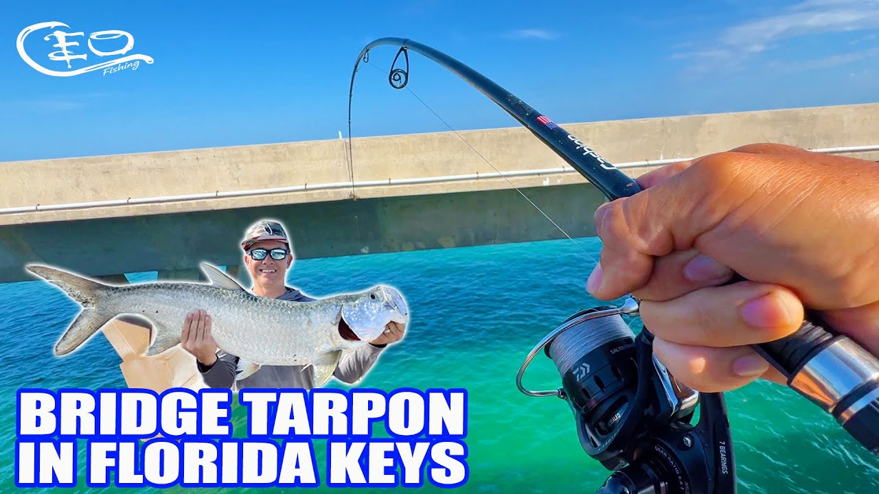 Bridge Tarpon in the Florida Keys!