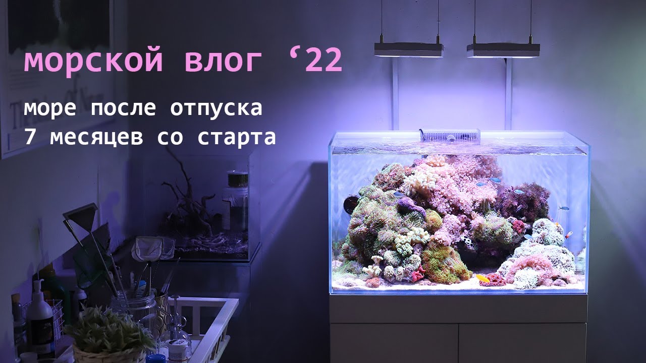 112л домашнего МОРЯ: 7 месяцев со старта. Аквариум после отпуска. Давно не виделись! :)