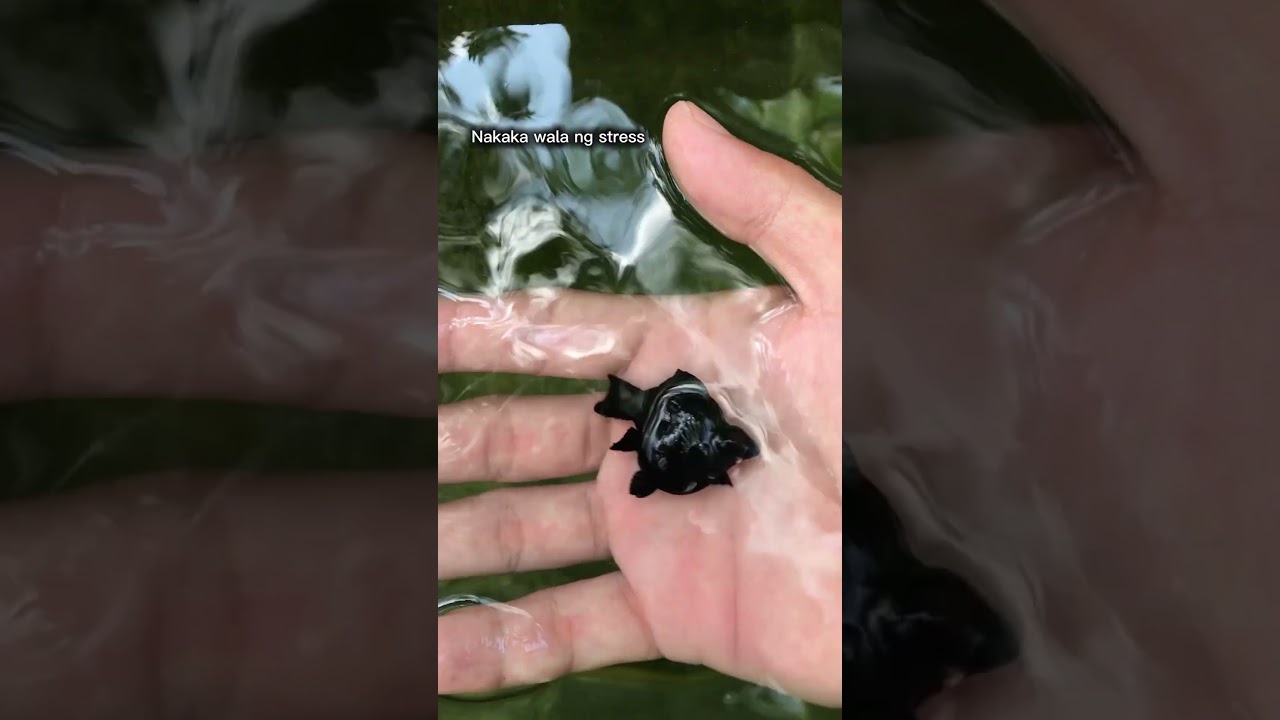 Black balloon molly my favorite color and signature line..🖤🖤🖤 #balloonmolly #aquarium