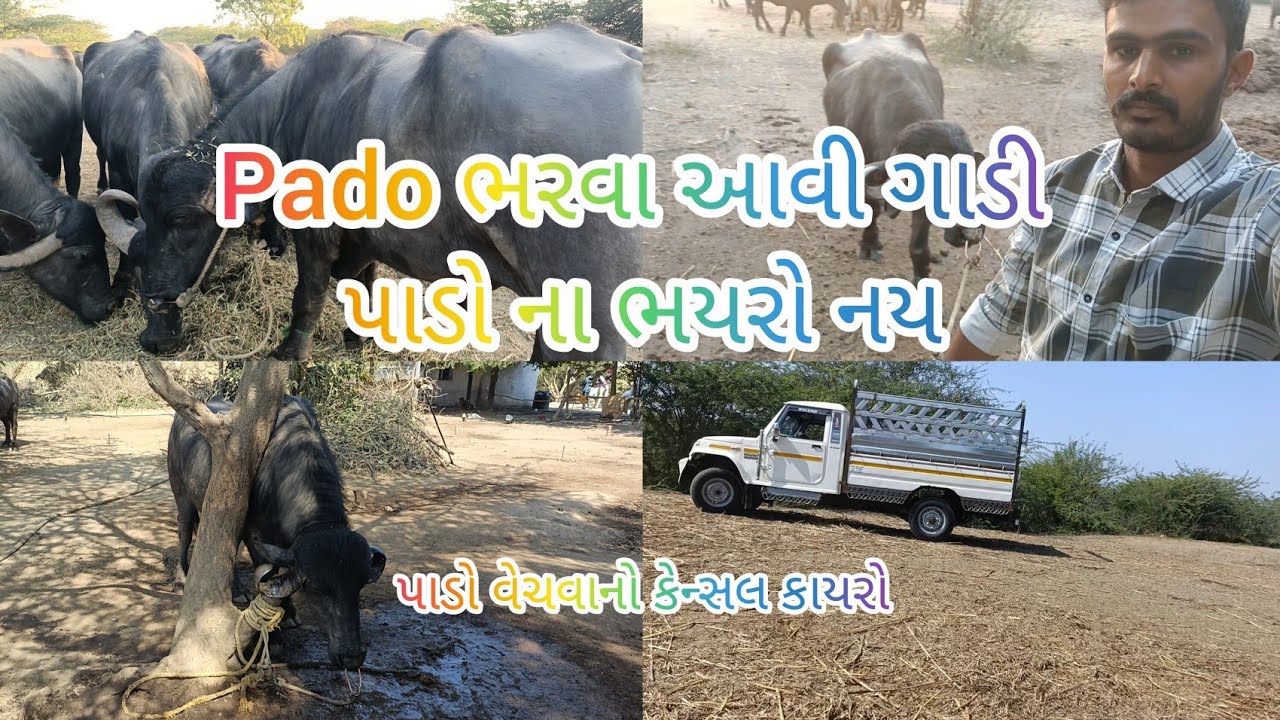 પાડો ભરવા ગાડી આવી પણ પાડો ના ભયરો સુ કારણ❌કેન્સલ કાયરો