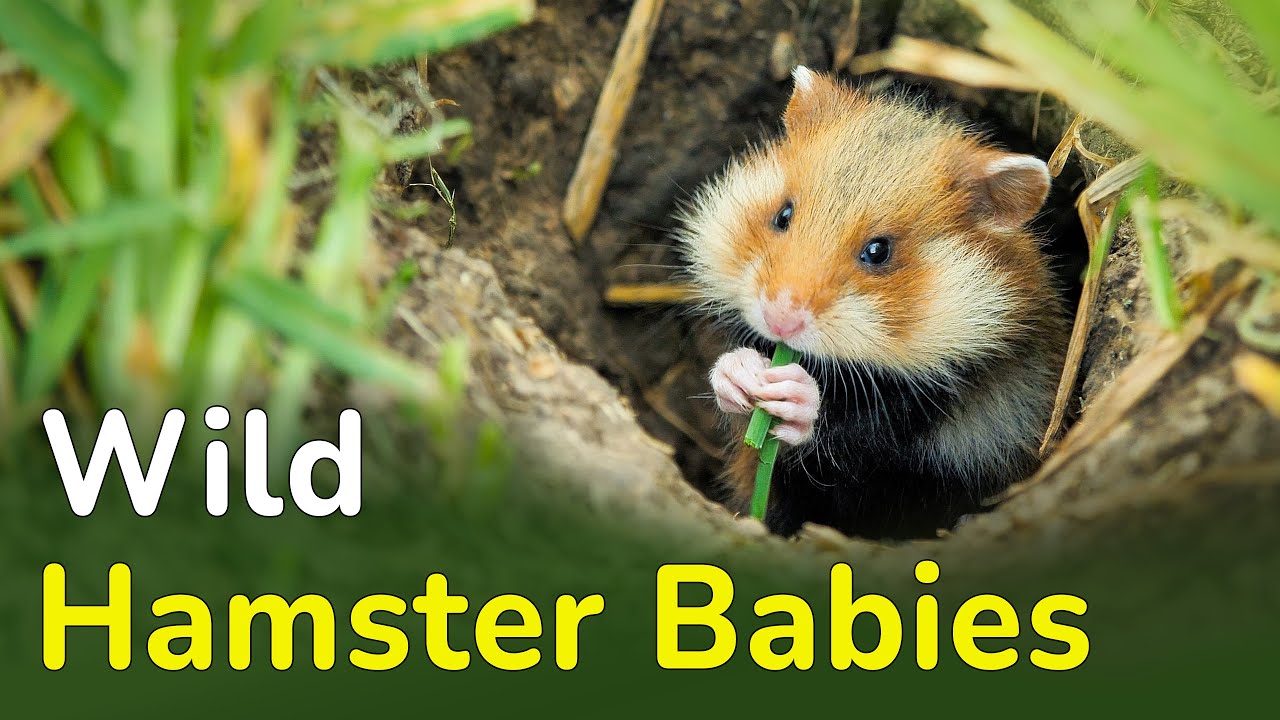 Have You Ever Seen Wild Hamster Babies?