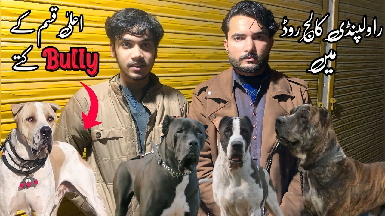 Rawalpindi College road | Pakistani Bully Setup In 2025 | Shahzain Animals Vlogs