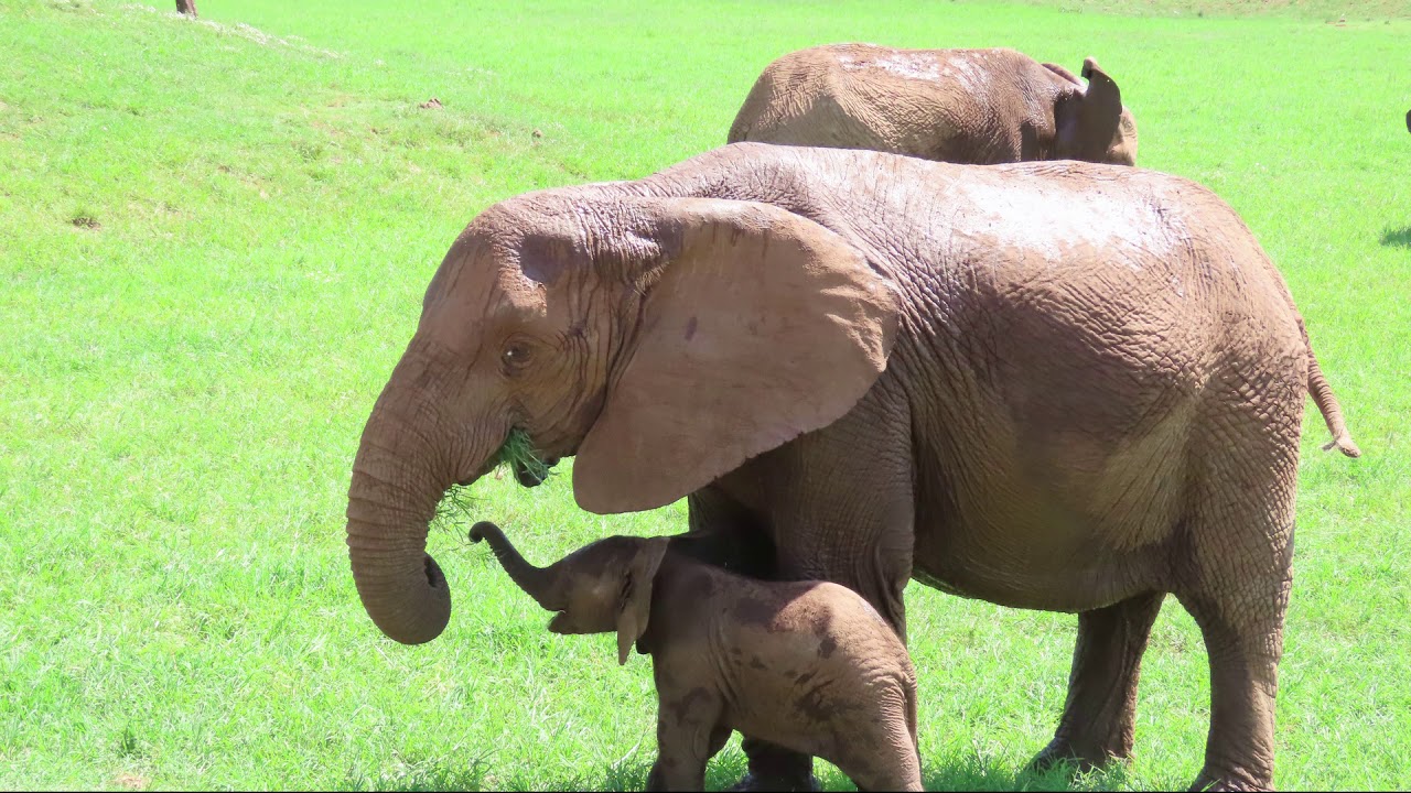 Typical Day with Little Sisters Adventure Tours In Addo Elephant Park