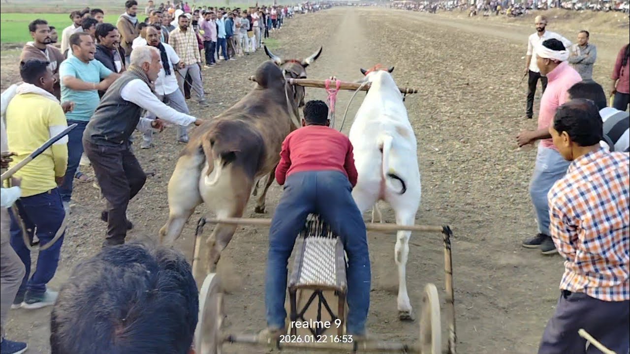 लकी भगत माहुझिर वाला 2नंबर की बैल जोड़ी बोरी पट स्टार्टिंग पॉइंट से छुट्टते हुये