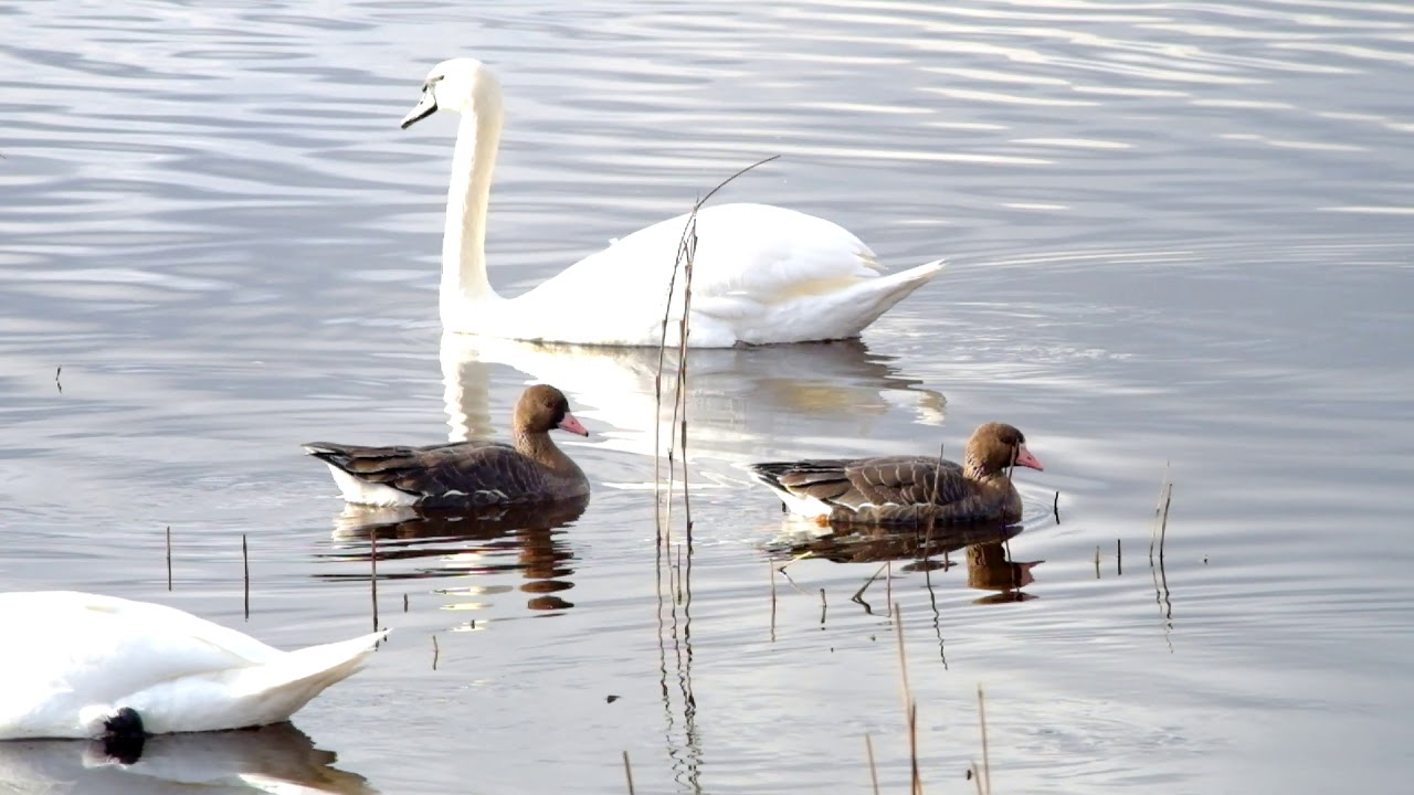 Baltpieres zoss (Anser Albifrons), Greater white-fronted goose