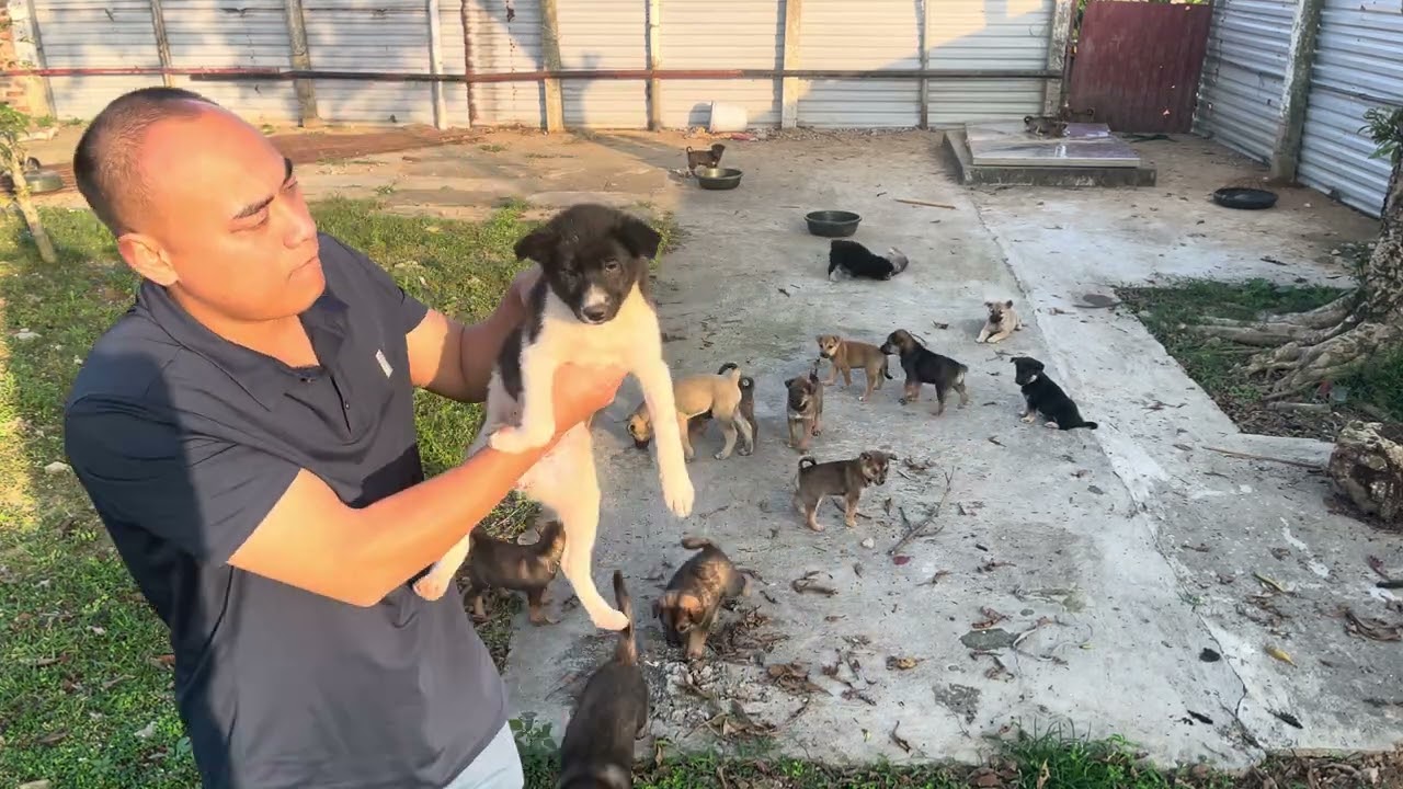 Playing With Puppies Will Instantly Make You Feel Happier 🐶❤️