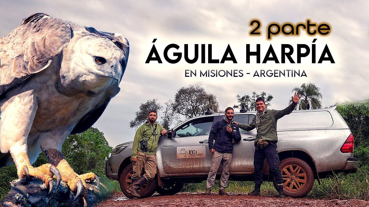 Expedición Águila Harpía en Misiones: Un Hallazgo Único para en la Biósfera Yabotí | 2 PARTE