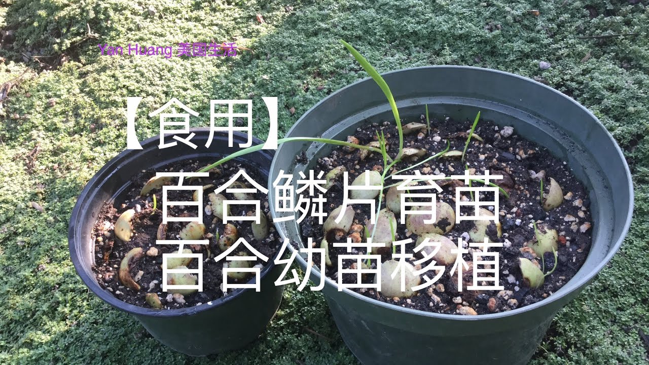 如何用食用百合鳞片育苗 /百合幼苗移植https://youtube.com/@yanhuang6825