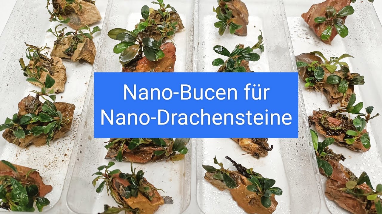 Nano Bucen f&uuml;r Nano Drachenstein