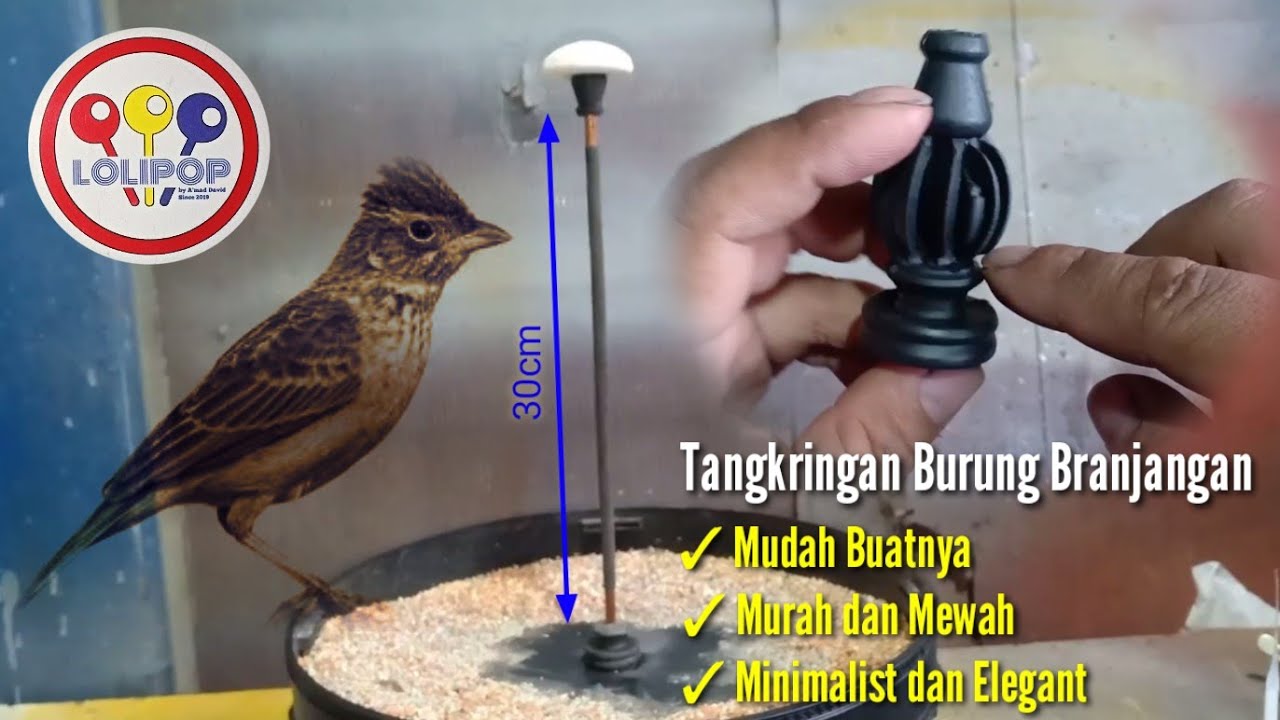 Cara Buat Tangkringan Burung Branjangan Murah tapi Mewah 😊#share #info #diy #handmade #kicaumania