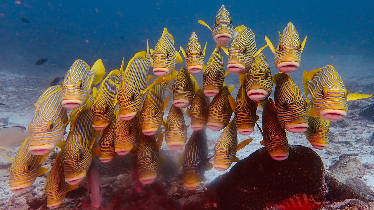 RAJA AMPAT 12 2023 Viajesbuceo com FULLHD VIDEO RESUMEN