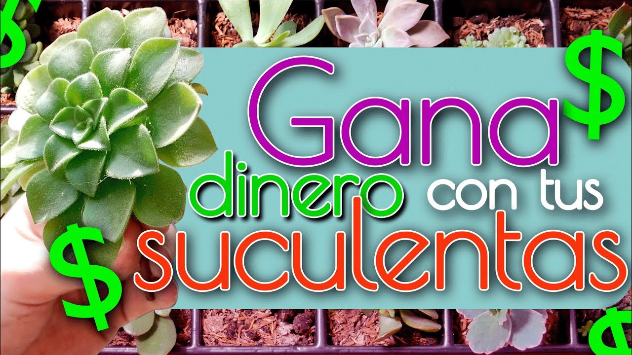 REPRODUCE Y VENDE TUS SUCULENTAS / SEMILLERO