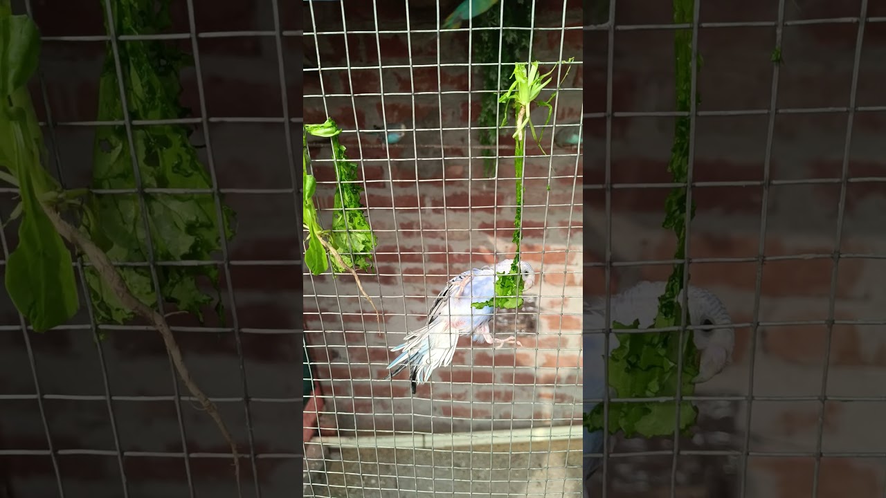 budjigs parrot 🦜🦜 colony #shorts #birds #budgies #budgiesbirdshortsvideo