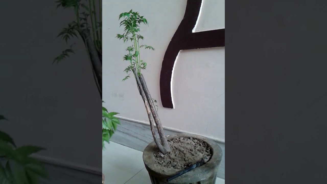 How to grow neem at home | Neem tree benefits | Easy way to grow neem | Neem tree