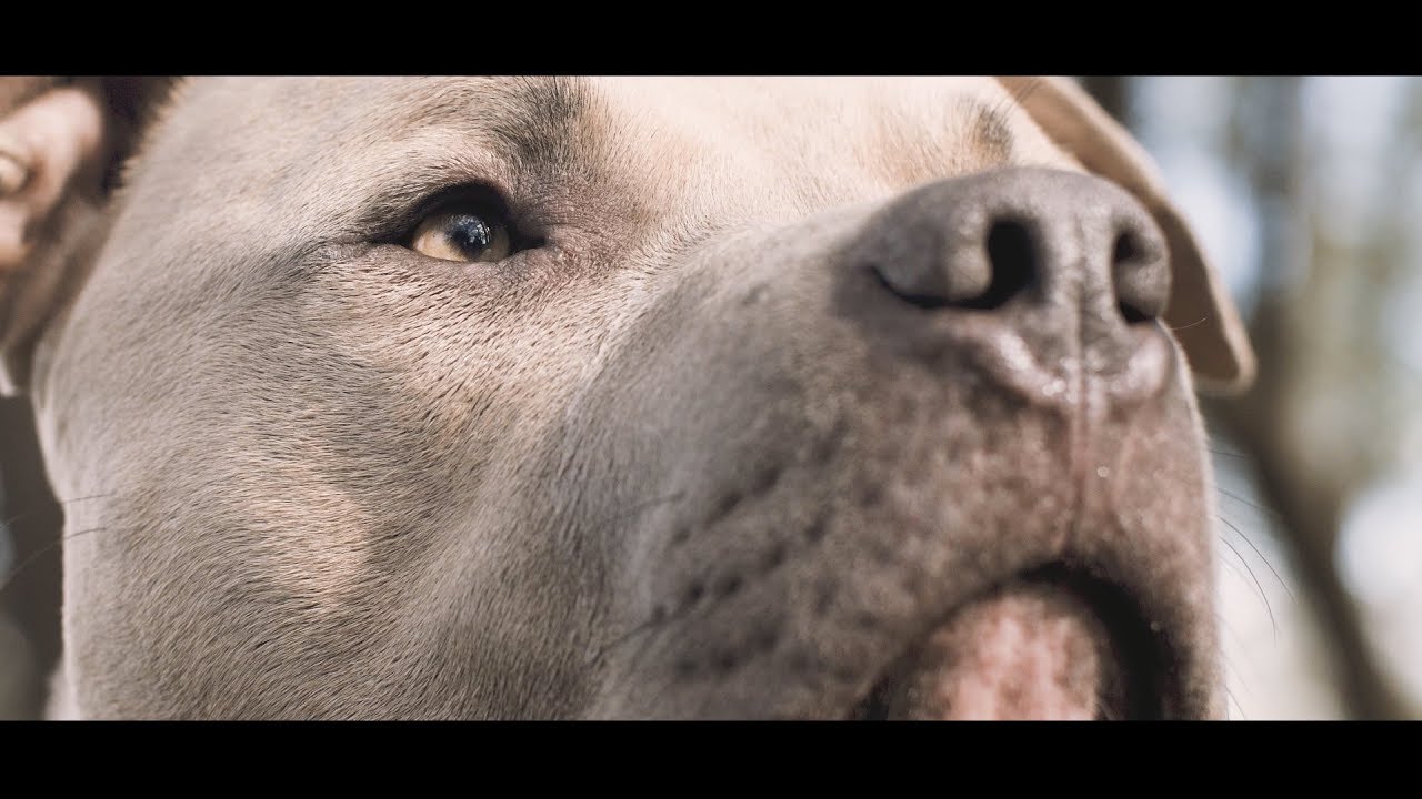 Blunted Ft. Samy Sosa - Impatient Freestyle (Official video) Dir. By @Truvisionzfilms