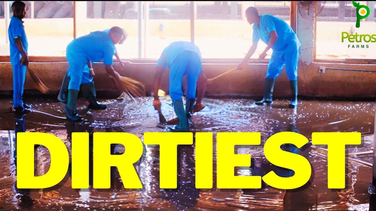 The Dirtiest Poultry Farm In Nigeria #poultryfarming #isabrown