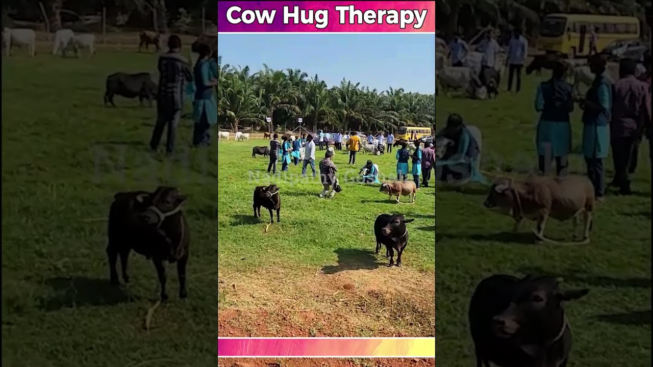 Cow Hug with miniature cows #yt #cow #indian #cute #good #video #hindi #baby