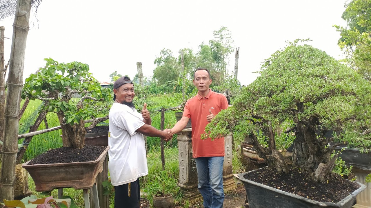 CEK HARGA DI SINI SANTIGI 150 K DPT 2.0858-5516-6008 PAK SUWITO JENU