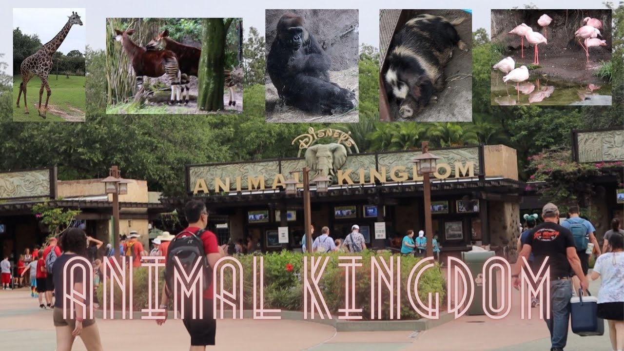 ANIMAL KINGDOM | ft. unpopular opinions