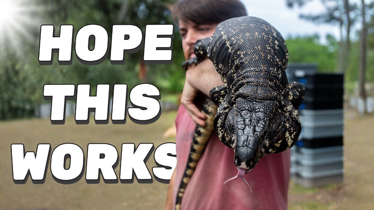 EARLY WAKE UP! Tegu Experiment Continues