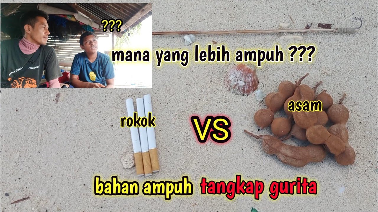 tangkap gurita disaksikan secara langsung oleh teman subscriber