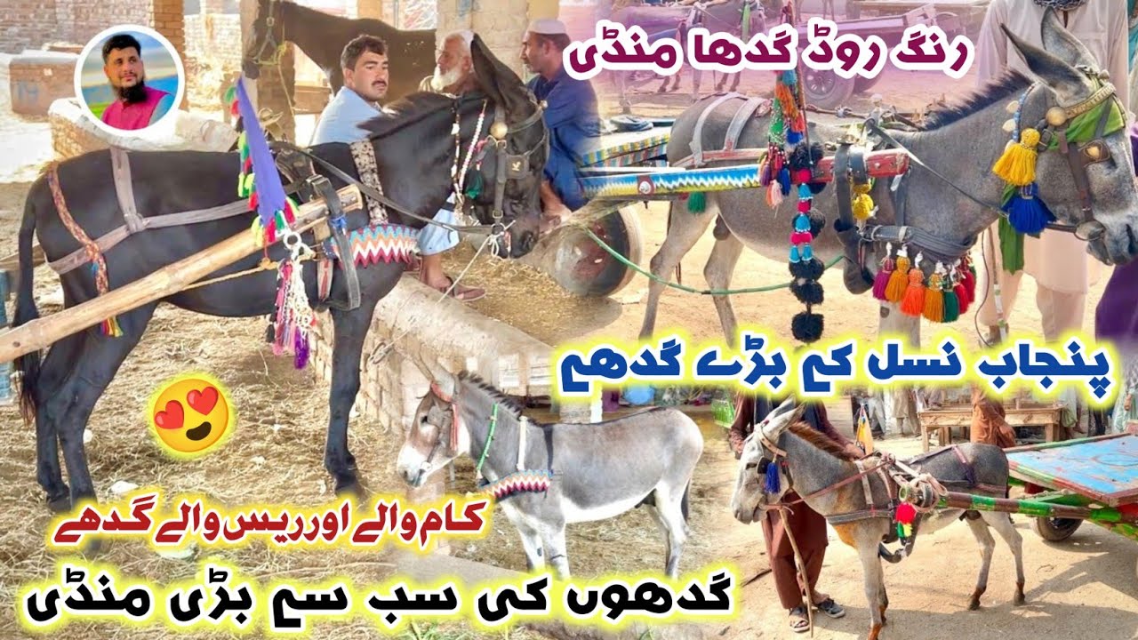 Donkey Market Peshawar Sep 2025 Updates | Khota/Gadah Mandi | Punjab Donkey | Izhar Ali Shah Vlogs