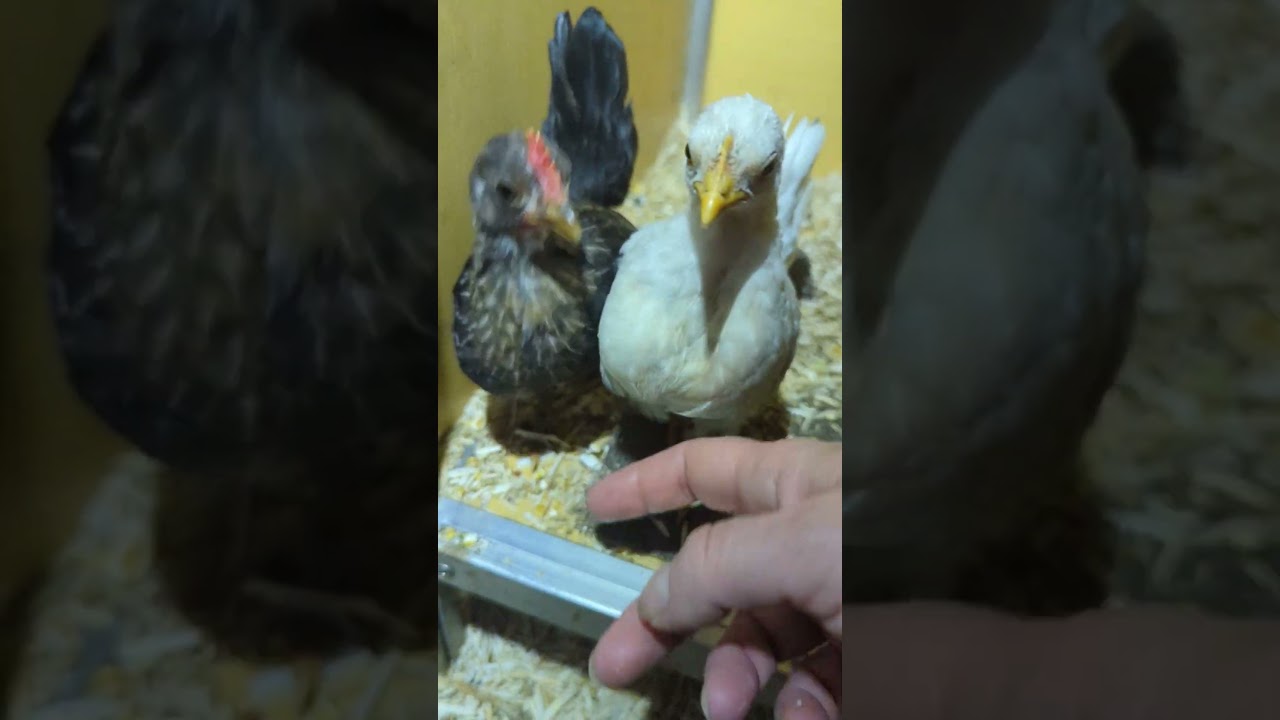 Adorable 6 Week Old Serama Chicks Enjoying A Tickle #shorts  #serama #chicken #poultry #birds