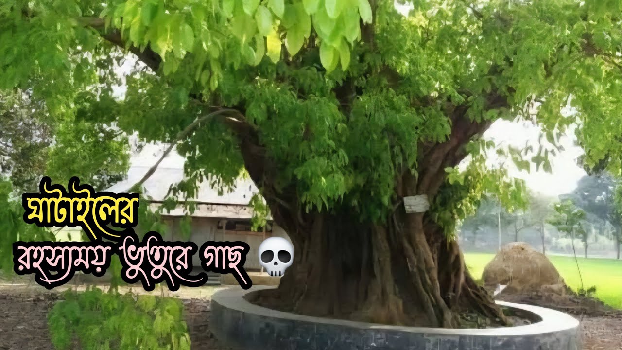 আমুয়াবাইদের ভুতুড়ে গাছ | শত বছরের রহস্য এখনো অজানা! 🌳👻