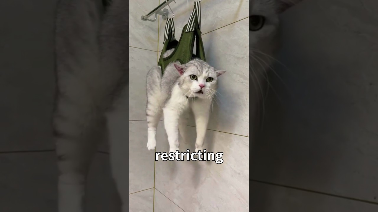 😎Funny Useful Cat Nail Trimming✌🏻