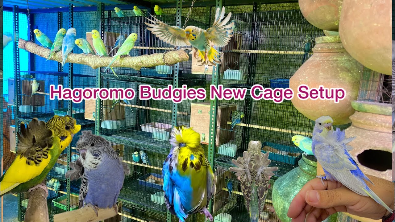Finally Hagoromo Budgies New Cage Setup is Complete And i Shift There Some Birds| hagoromo new setup