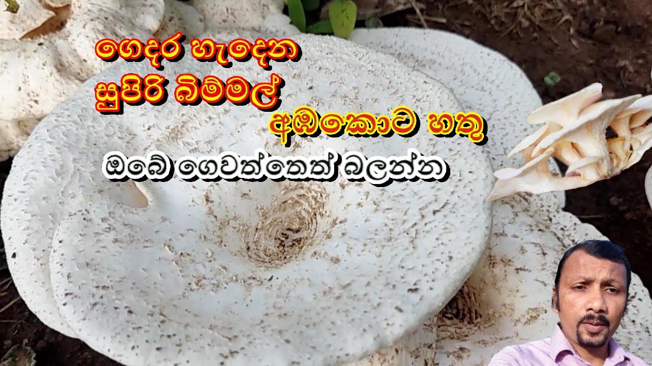 ඉබේ හැදෙන අඹ කොට හතු | Wild mushrooms