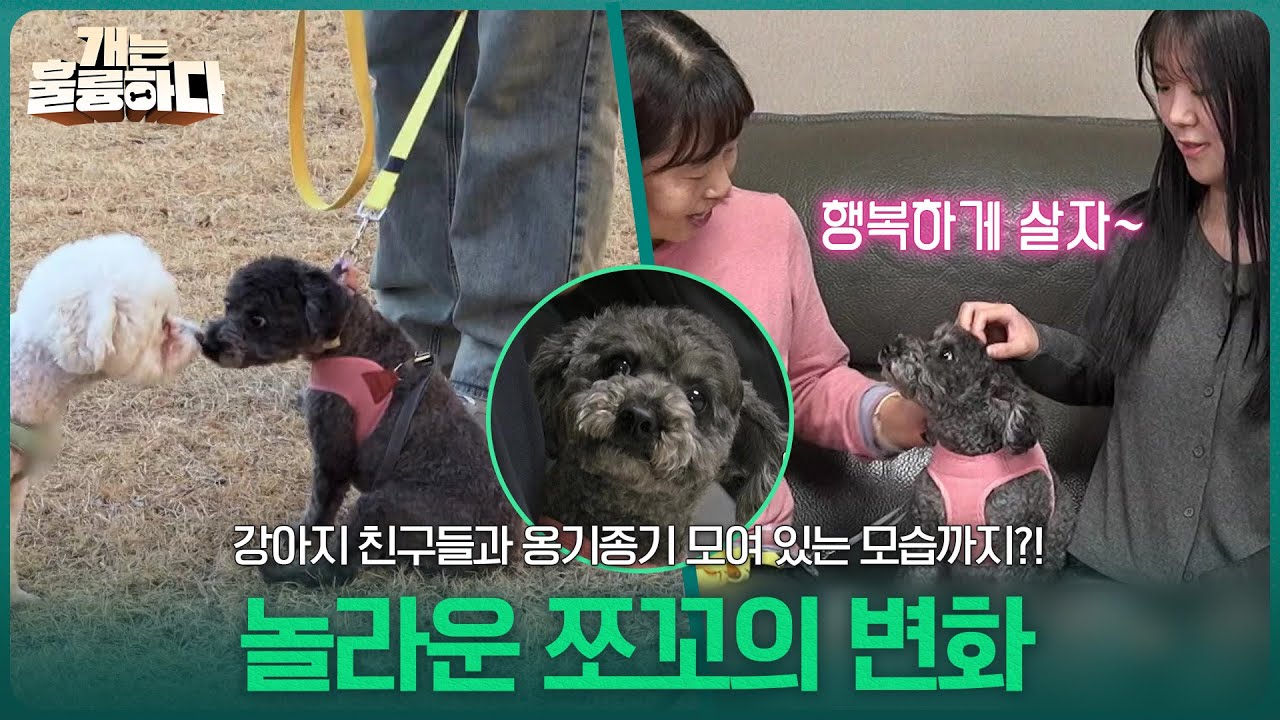 놀라운 쪼꼬의 변화! 강아지 친구들과 옹기종기 모여 있는 모습까지! [개는 훌륭하다] | KBS 260316 방송