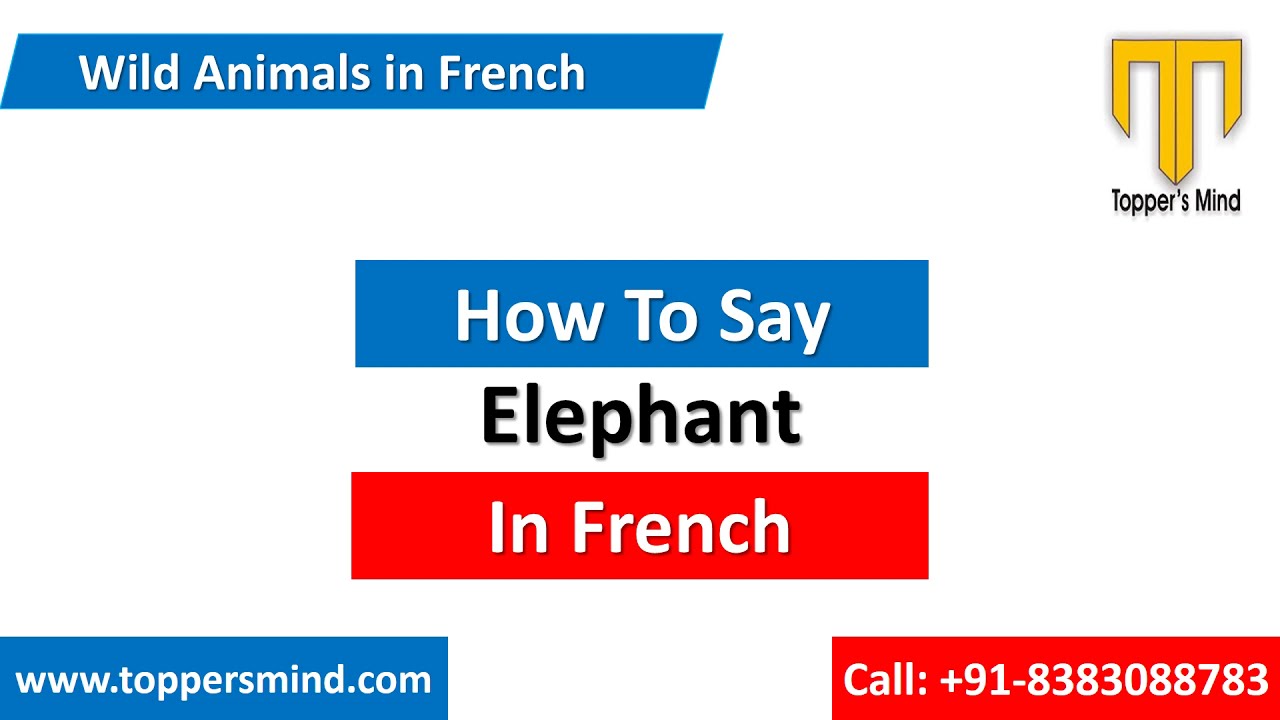 Elephant in French | Translation and Pronunciation of Elephant in French Language