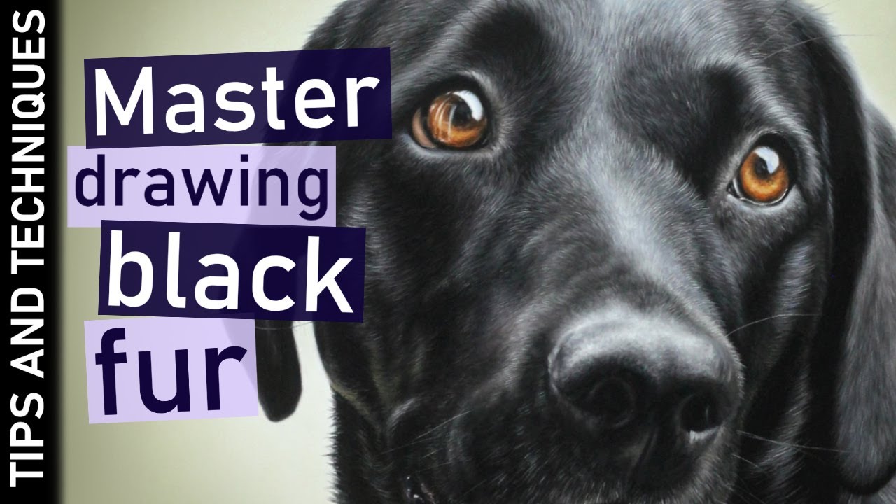 Drawing black fur in pastels - Tips & Tricks | Black Labrador portrait