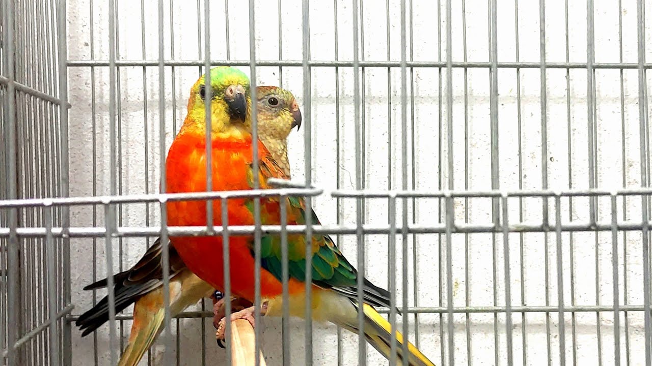 Red Rumped - Quantos Casais Eu Tenho?