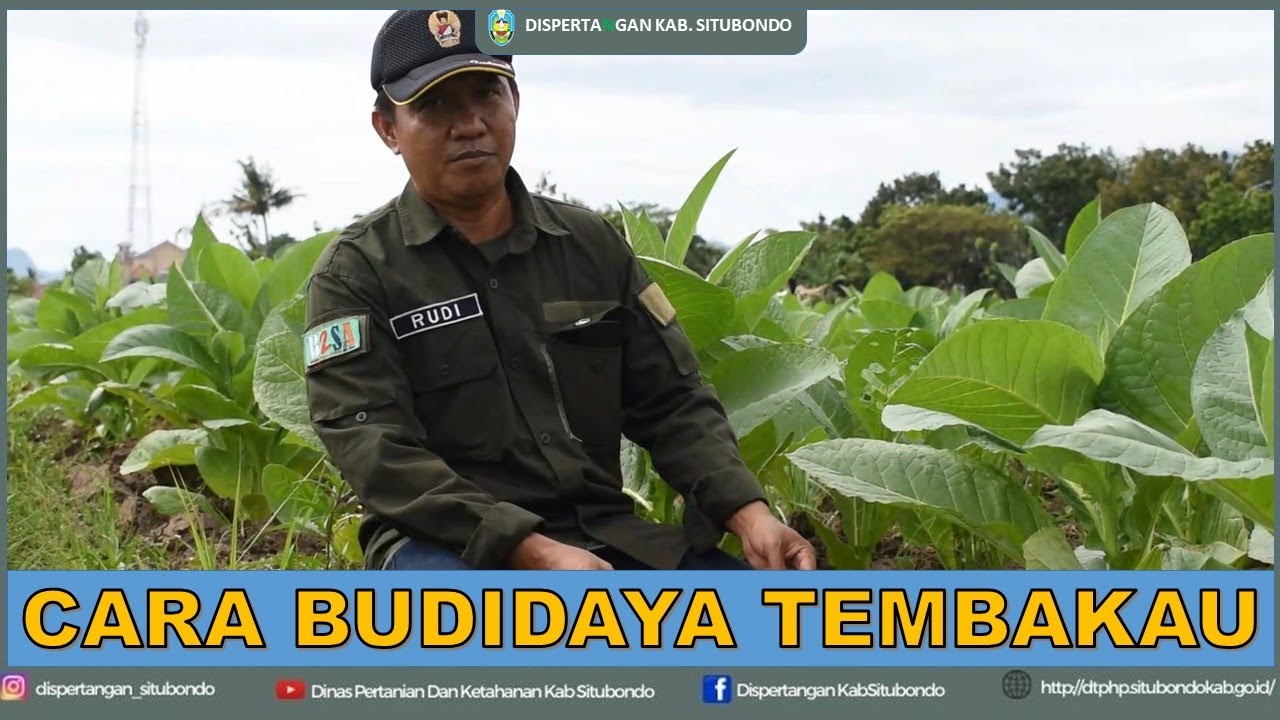 CARA MELAKUKAN BUDIDAYA TEMBAKAU