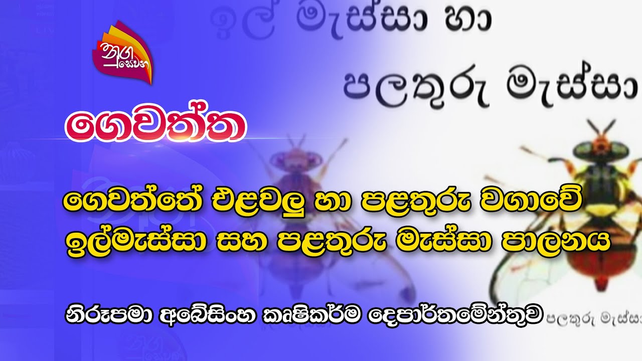 Nugasewana | ගෙවත්ත -ඉල්මැස්සා සහ පළතුරු මැස්සා පාලනය | 2022-12-16 |Rupavahini