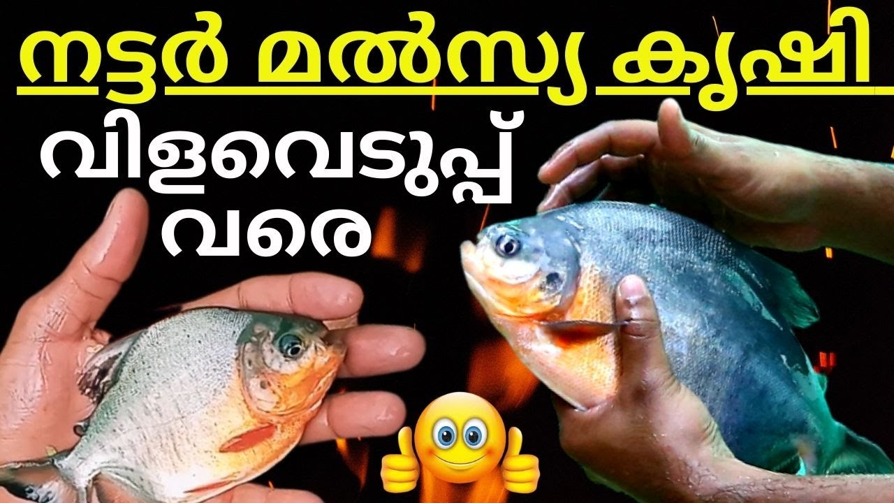 Выращивание ореховой рыбы до сбора урожая | தமிழ்வாக்கள் | Разведение краснобрюхих паку