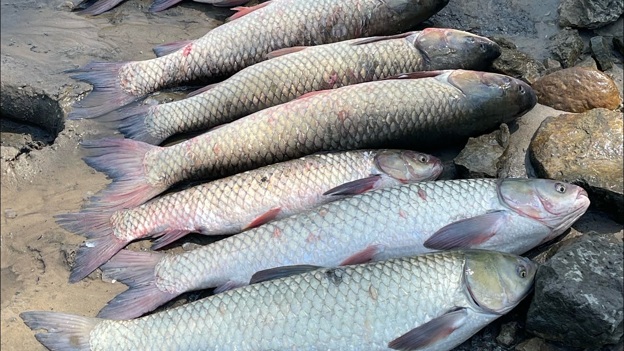 #catfish #grasscarp #illinoisfishing #صيد سمك الرومي#صيد سمك الجري