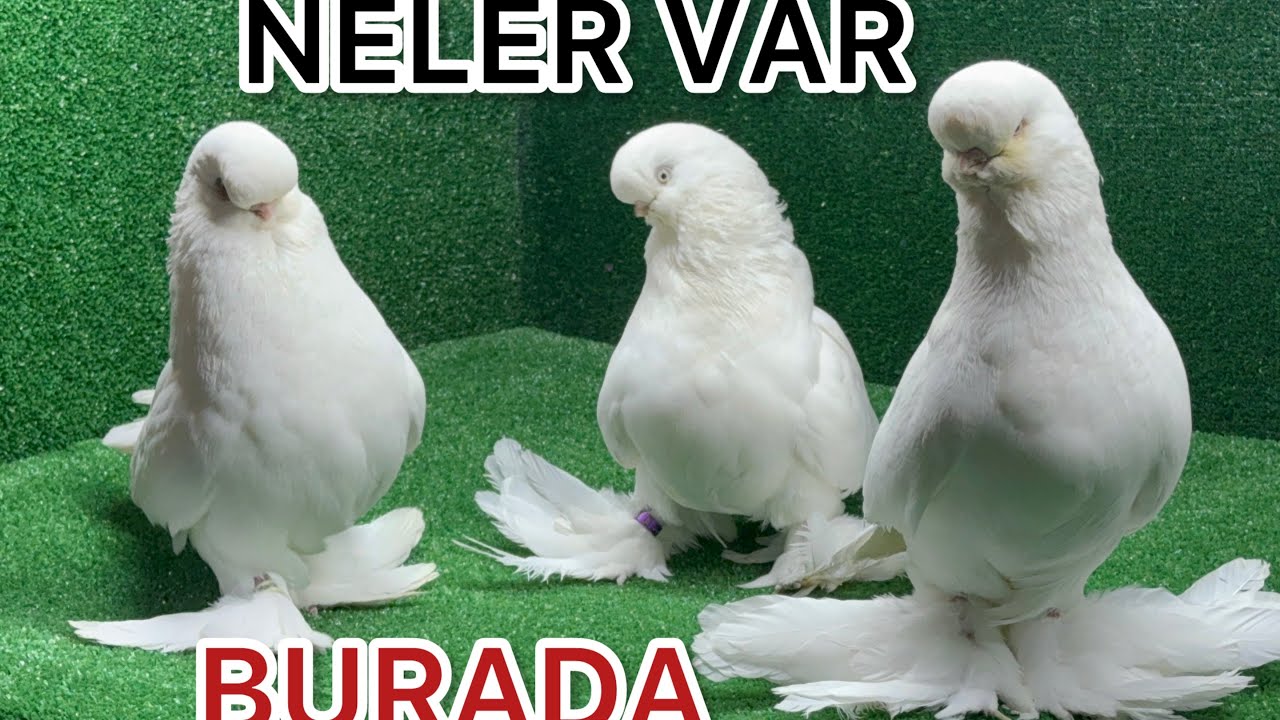 LONG FACE İSE EĞER HERŞEYE DEĞER   ALDIK YİNE KALİTE SERİSİNİ