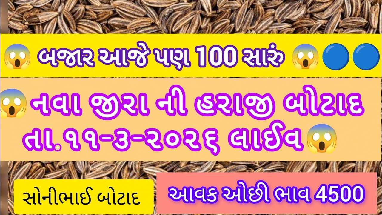 🔵🔵તા.૧૧-૩-૨૬|જીરા ની હરાજી|જીરું|#sonibhaibotad #બોટાદ #જીરુંનોભાવ #botad 