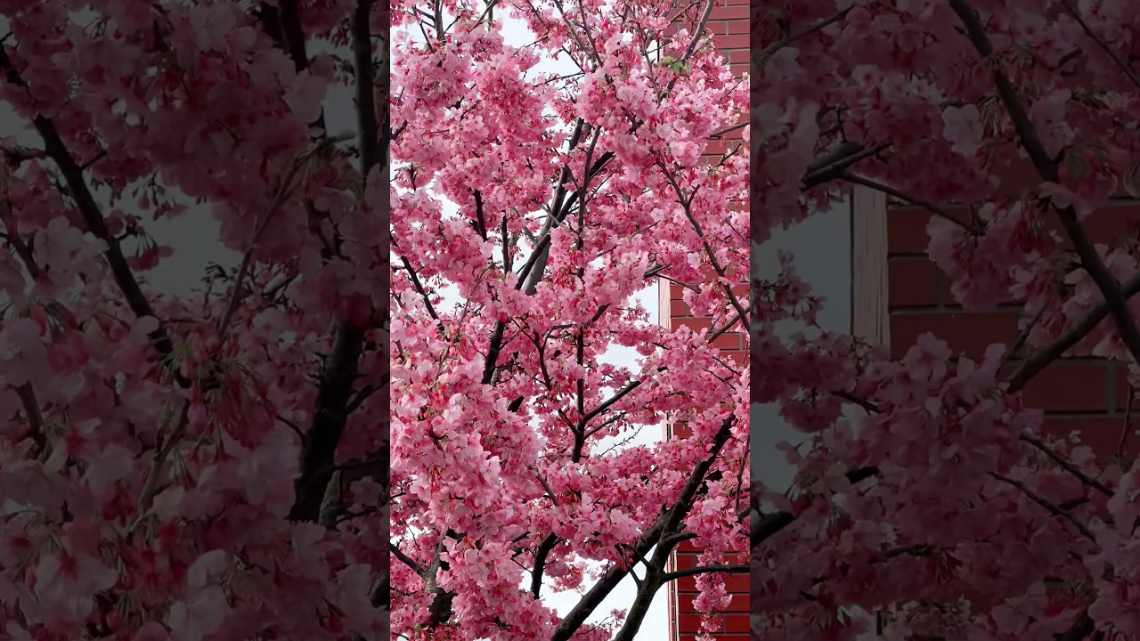 Сезон цветения сакуры 🌸 #sinhalavlog #cherry