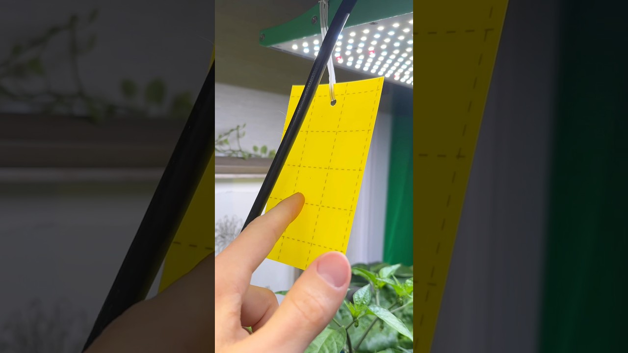 2 steps to stop fungus gnats 🪰