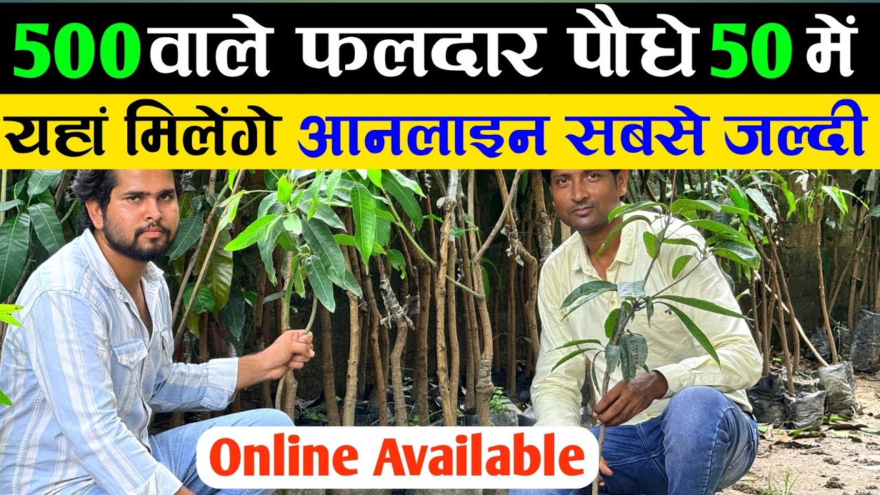 500 वाले फलदार पौधे ₹50 में यहां मिलेंगे | Fruits Plant Nursery | Fruit Plant Variety India | Tree
