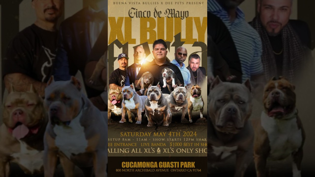 XL Bully Show #trending #viral #akc #dogs #reels #puppy #wbr #pets #dogshow #abkc #ukc #usbr #dog