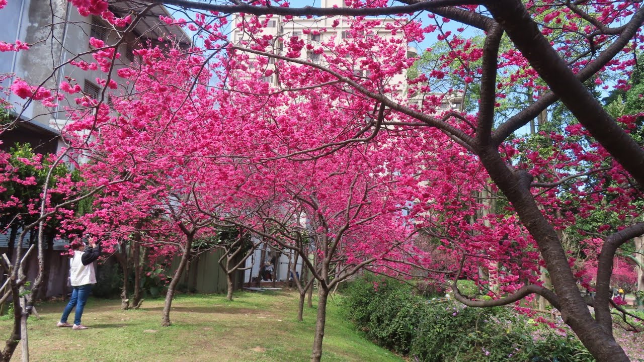 1150223中壢莒光公園的八重櫻.2