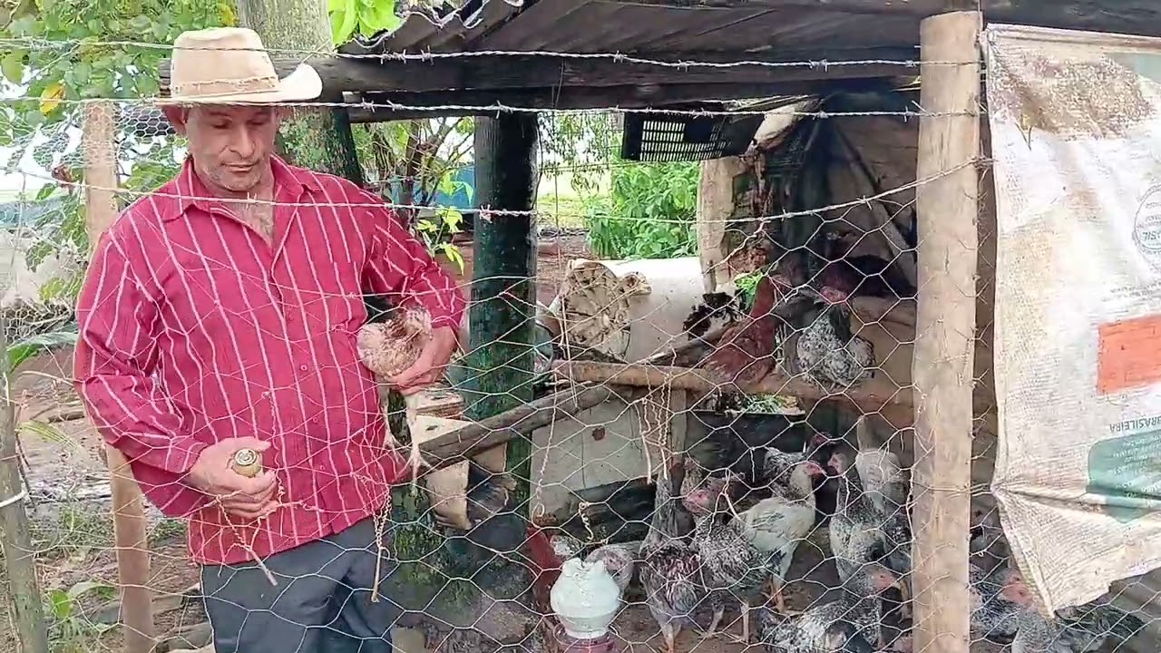 NÃO COMETA ESSE ERRO NO SEU CRIATÓRIO #rotinanaroça #vidanaroça #vidanocampo#galinhacaipira #aves