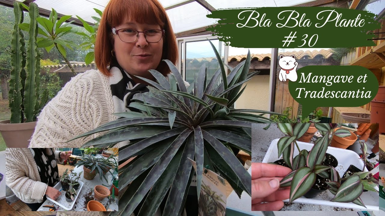 Bla Bla plante #30🌿Rempotage et bouturage | MANGAVE et Tradescantia Zebrina Tricolore🌱Update bouture